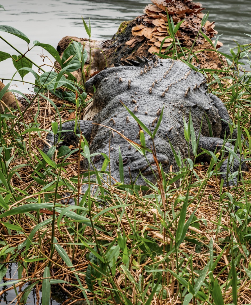 Cocodrilo descansando entre la vegetación a la orilla del canal
