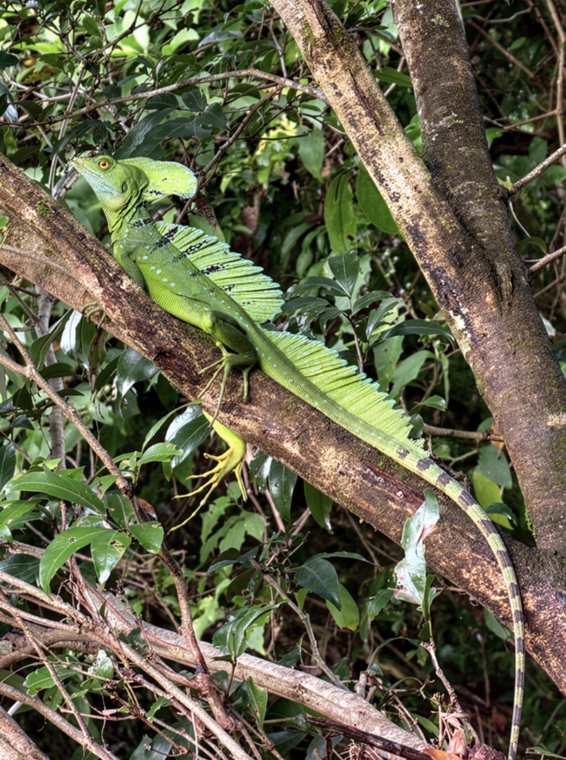 Basilisco verde sobre rama en la selva