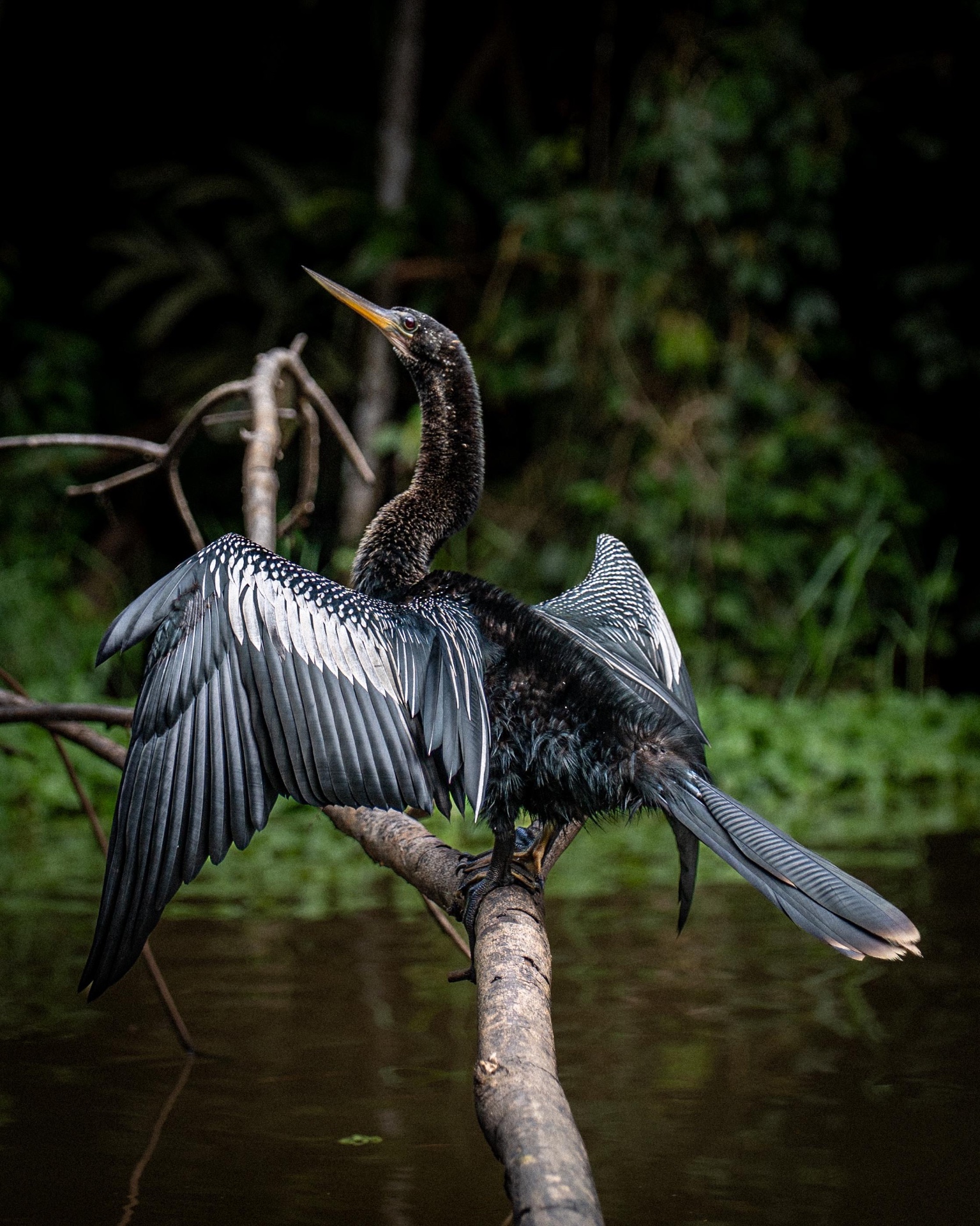 Anhinga secando sus alas sobre una rama