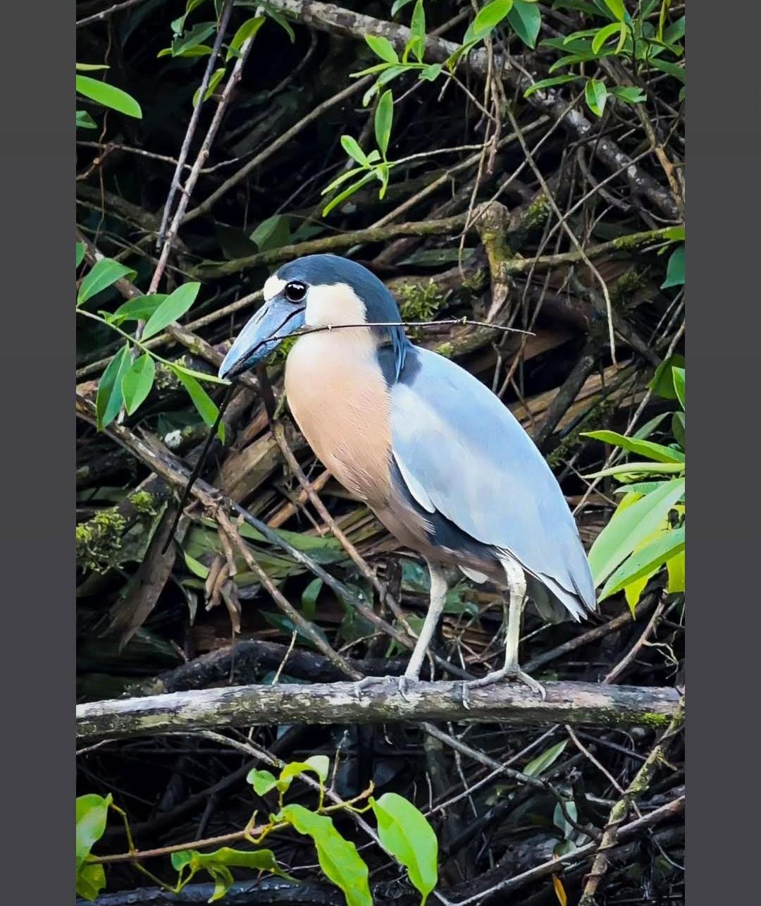 Garza cucharón en la rama