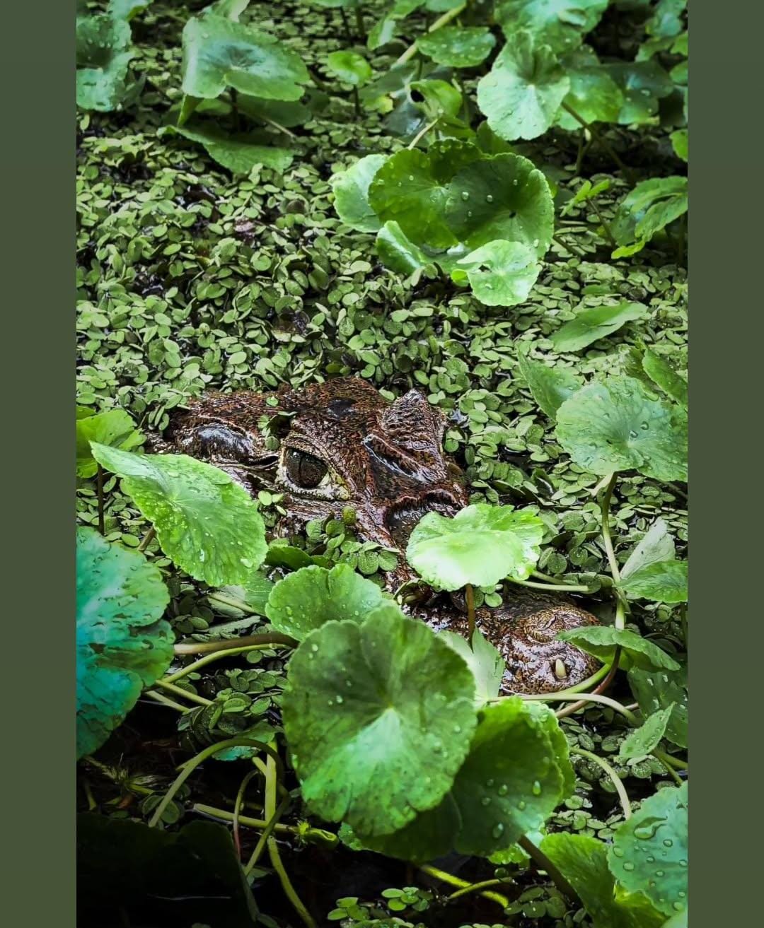 Caimán camuflado entre hojas verdes
