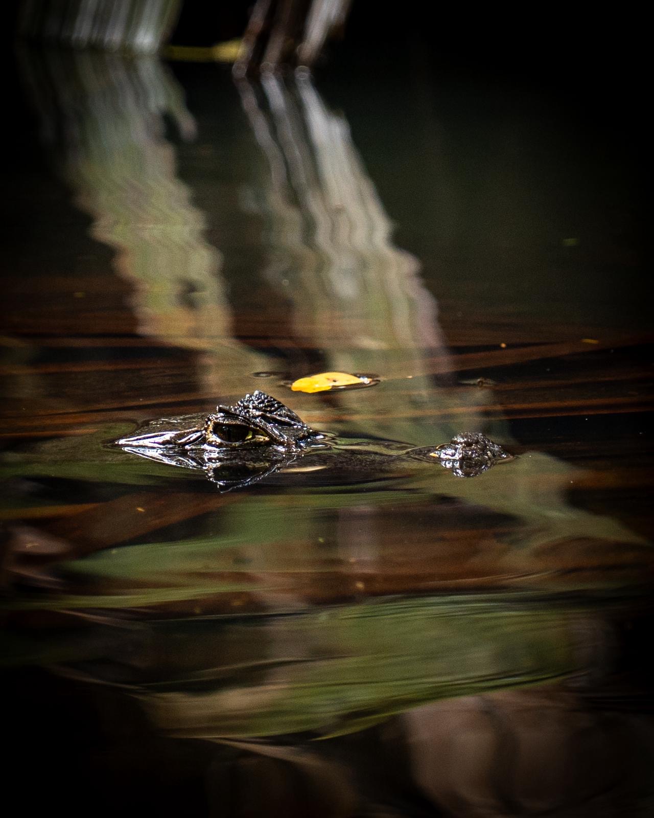 Ojo de caimán reflejado en el agua