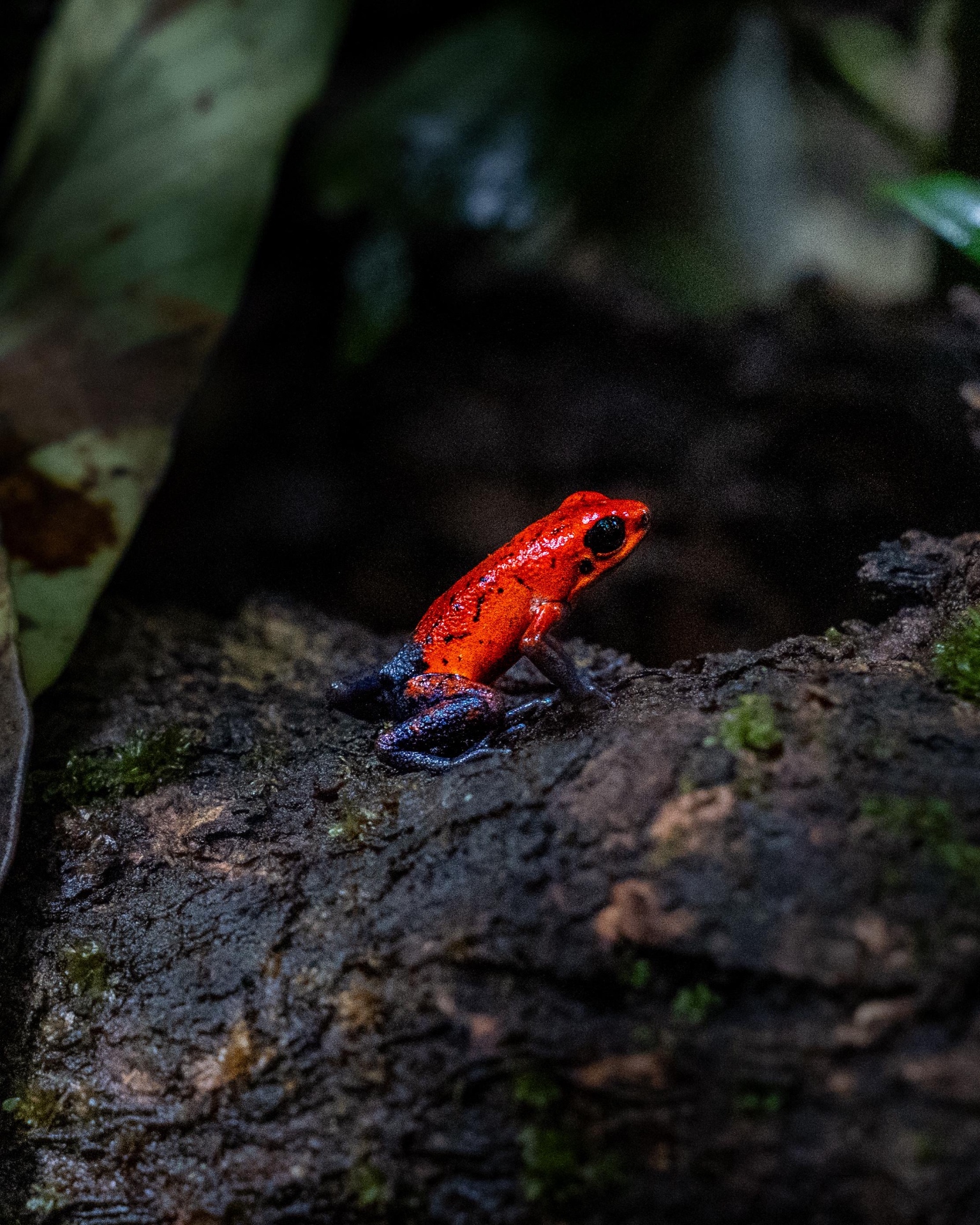 Rana venenosa roja sobre tronco musgoso
