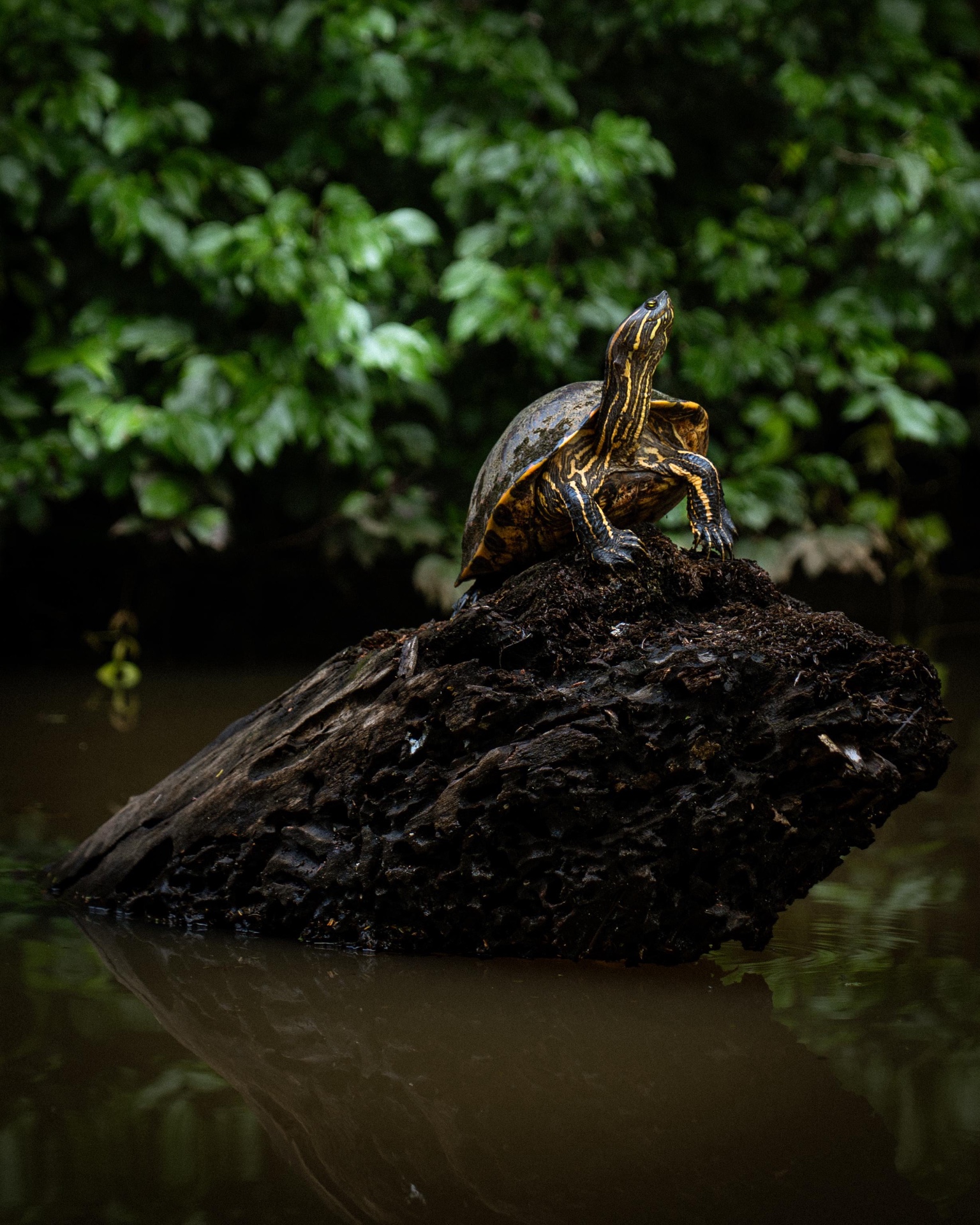 Tortuga de río sobre tronco en el canal